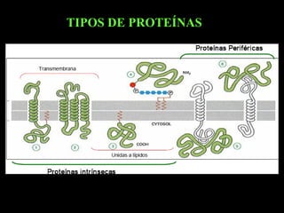 TIPOS DE PROTEÍNAS
 