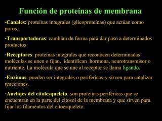 Función de proteínas de membrana
-Canales: proteínas integrales (glicoproteínas) que actúan como
poros.
-Transportadoras: cambian de forma para dar paso a determinados
productos
-Receptores: proteínas integrales que reconocen determinadas
moléculas se unen o fijan, identifican hormona, neurotransmisor o
nutriente. La molécula que se une al receptor se llama ligando.
-Enzimas: pueden ser integrales o periféricas y sirven para catalizar
reacciones.
-Anclajes del citolesqueleto: son proteínas periféricas que se
encuentran en la parte del citosol de la membrana y que sirven para
fijar los filamentos del citoesqueleto.
 