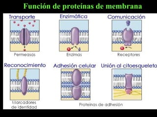 Función de proteínas de membrana
 