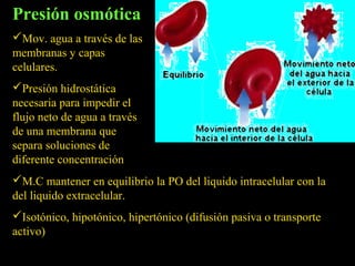 Presión osmótica
Mov. agua a través de las
membranas y capas
celulares.
Presión hidrostática
necesaria para impedir el
flujo neto de agua a través
de una membrana que
separa soluciones de
diferente concentración
M.C mantener en equilibrio la PO del liquido intracelular con la
del liquido extracelular.
Isotónico, hipotónico, hipertónico (difusión pasiva o transporte
activo)
 