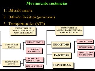 Movimiento sustancias
1. Difusión simple
2. Difusión facilitada (permeasas)
3. Transporte activo (ATP)
 
