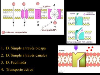 1. D. Simple a través bicapa
2. D. Simple a través canales
3. D. Facilitada
4. Transporte activo
 