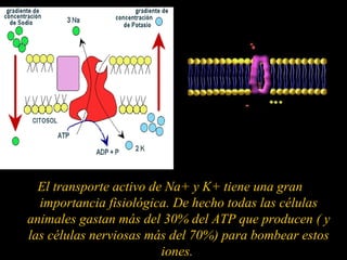 El transporte activo de Na+ y K+ tiene una gran
  importancia fisiológica. De hecho todas las células
animales gastan más del 30% del ATP que producen ( y
las células nerviosas más del 70%) para bombear estos
                         iones.
 