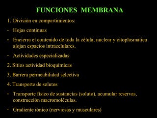 FUNCIONES MEMBRANA
1. División en compartimientos:
- Hojas continuas
- Encierra el contenido de toda la célula; nuclear y citoplasmatica
  alojan espacios intracelulares.
- Actividades especializadas
2. Sitios actividad bioquímicas
3. Barrera permeabilidad selectiva
4. Transporte de solutos
- Transporte físico de sustancias (soluto), acumular reservas,
  construcción macromoléculas.
- Gradiente iónico (nerviosas y musculares)
 