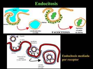 Endocitosis




        FAGOCITOSIS




              Endocitosis mediada
              por receptor
 