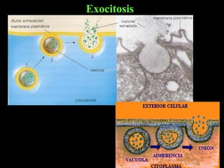 Exocitosis
 