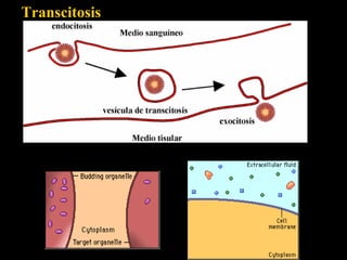 Transcitosis
 