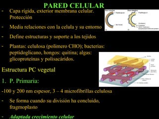 PARED CELULAR
-   Capa rígida, exterior membrana celular.
    Protección
-   Media relaciones con la celula y su entorno
-   Define estructuras y soporte a los tejidos
-   Plantas: celulosa (polimero CHO); bacterias:
    peptidoglicano, hongos: quitina; algas:
    glicoproteínas y polisacáridos.

Estructura PC vegetal
1. P. Primaria:
-100 y 200 nm espesor, 3 – 4 microfibrillas celulosa
-   Se forma cuando su división ha concluido,
    fragmoplasto
-   Adaptada crecimiento celular
 