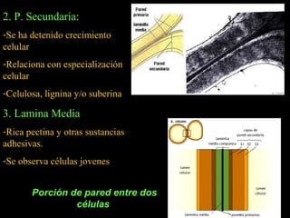 2. P. Secundaria:
-Se ha detenido crecimiento
celular
-Relaciona con especialización
celular
-Celulosa, lignina y/o suberina

3. Lamina Media
-Rica pectina y otras sustancias
adhesivas.
-Se observa células jovenes


       Porción de pared entre dos
                células
 
