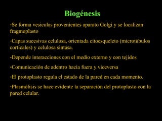 Biogénesis
-Se forma vesiculas provenientes aparato Golgi y se localizan
fragmoplasto
-Capas sucesivas celulosa, orientada citoesqueleto (microtúbulos
corticales) y celulosa sintasa.
-Depende interacciones con el medio externo y con tejidos
-Comunicación de adentro hacia fuera y viceversa
-El protoplasto regula el estado de la pared en cada momento.
-Plasmólisis se hace evidente la separación del protoplasto con la
pared celular.
 