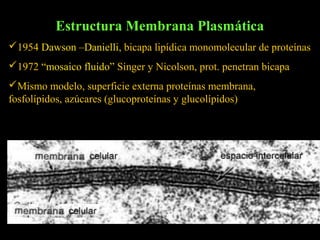 Estructura Membrana Plasmática
1954 Dawson –Danielli, bicapa lipídica monomolecular de proteínas
1972 “mosaico fluido” Singer y Nicolson, prot. penetran bicapa
Mismo modelo, superficie externa proteínas membrana,
fosfolípidos, azúcares (glucoproteínas y glucolípidos)
 