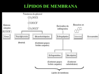 LÍPIDOS DE MEMBRANA
 