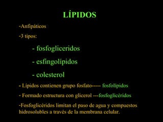 LÍPIDOS
-Anfipáticos
-3 tipos:

      - fosfogliceridos
      - esfingolípidos
      - colesterol
- Lípidos contienen grupo fosfato----- fosfolípidos
- Formado estructura con glicerol ---fosfoglicéridos
-Fosfoglicéridos limitan el paso de agua y compuestos
hidrosolubles a través de la membrana celular.
 