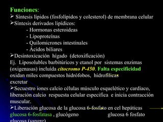 Funciones:
 Síntesis lípidos (fosfolípidos y colesterol) de membrana celular
Síntesis derivados lipídicos:
        - Hormonas esteroideas
        - Lipoproteínas
        - Quilomicrones intestinales
        - Ácidos biliares
Desintoxicación hígado (detoxificación)
Ej. Liposolubles barbitúricos y etanol por sistemas enzimas
(oxigenasas) incluída citocromo P-450. Falta especificidad
oxidan miles compuestos hidrófobos, hidrofílicas
excretar
Secuestro iones calcio células músculo esquelético y cardiaco,
liberación calcio respuesta celular especifica e inicia contracción
muscular.
Liberación glucosa de la glucosa 6-fosfato en cel hepáticas
glucosa 6-fosfatasa , glucógeno                glucosa 6 fosfato
 