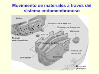Movimiento de materiales a través del
    sistema endomembranoso
 