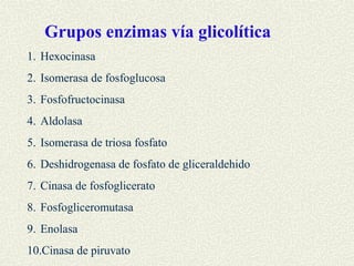 Grupos enzimas vía glicolítica
1. Hexocinasa
2. Isomerasa de fosfoglucosa
3. Fosfofructocinasa
4. Aldolasa
5. Isomerasa de triosa fosfato
6. Deshidrogenasa de fosfato de gliceraldehido
7. Cinasa de fosfoglicerato
8. Fosfogliceromutasa
9. Enolasa
10.Cinasa de piruvato
 