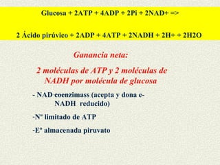 Glucosa + 2ATP + 4ADP + 2Pi + 2NAD+ =>


2 Ácido pirúvico + 2ADP + 4ATP + 2NADH + 2H+ + 2H2O

                Ganancia neta:
     2 moléculas de ATP y 2 moléculas de
       NADH por molécula de glucosa
    - NAD coenzimass (acepta y dona e-
          NADH reducido)
    -Nº limitado de ATP
    -Eº almacenada piruvato
 