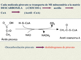Cada molécula piruvato se transporta de MI mitocondria a la matriz
DESCARBOXILA (-CH3COO-)                    acetilo
CoA                 (Acetil –CoA)




   -Descarboxilación piruvato       deshidrogenasa de piruvato
 