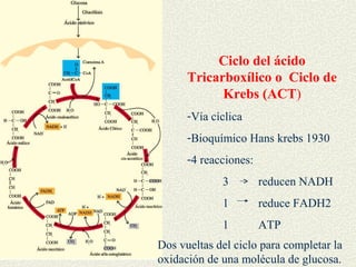 Ciclo del ácido
      Tricarboxílico o Ciclo de
            Krebs (ACT)
      -Vía cíclica
      -Bioquímico Hans krebs 1930
      -4 reacciones:
             3         reducen NADH
             1         reduce FADH2
             1         ATP
Dos vueltas del ciclo para completar la
oxidación de una molécula de glucosa.
 