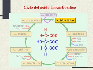 Ciclo del ácido Tricarboxílico
 