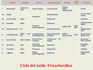 Activa
         Sustrato          Coenzima         Enzima        Tipo de reacción         Inhibidor               Producto
                                                                                                dor

                                                                               Citrato,
                       Acetil-CoA,
1    Oxalacetato                       Citrato sintasa   Condensación          NADH,           -        Citrato
                       agua
                                                                               Succinil-CoA

                                                                                                        cis-Aconitato,
2a   Citrato           -                                 Deshidratación
                                                                                                        acqua
                                       Aconitasa                               -               -
2b   cis-Aconitato     Agua                              Hidratación                                    Isocitrato

                                                                                                        Oxalsuccinato,
3a   Isocitrato        NAD+                              Oxidación
                                                                                                        NADH
                                       Isocitrato                                              Ca2+,
                                                                               NADH, ATP                α-
                                       deshidrogenasa                                          ADP
3b   Ossalsuccinato    H+                                Descarboxilación                               cetoglutarato,
                                                                                                        CO2

                       NAD+,    CoA-   α-cetoglutarato   Descarboxilación      NADH,                    Succinil-CoA,
4    α-Cetoglutarato                                                                           Ca2+
                       SH              deshidrogenasa    oxidativa             Succinil-CoA             NADH, CO2

                                       Succinil-CoA      Trasferencia     de                            Succinato,
5    Succinil-CoA      GDP, Fosfato                                            -               -
                                       sintetasa         fosfato                                        GTP, CoA-SH

                                       Succinato                                                        Fumarato,
6    Succinato         FAD                               Oxidación             -               -
                                       deshidrogenasa                                                   FADH2

7    Fumarato          Agua            Fumarasa          Hidratación           -               -        L-Malato
                                       Malato                                                           Oxalacetato,
8    L-Malato          NAD+                              Oxidación             -               -
                                       deshidrogenasa                                                   NADH




                       Ciclo del ácido Tricarboxílico
 