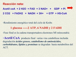 Reacción neta:
Acetil coA + 2 H2O + FAD + 3 NAD+ +                GDP + Pi
2 CO2 + FADH2 + NADH + 3H+                + GTP + HS-CoA


-Rendimiento energético total del ciclo de Krebs

       1 glucosa -----2 ATP, 6 NADH y 2 FADH
-Fase final es la cadena transportadora electrones MI mitocondria

-Acetil CoA       producto final varias vías catabólicas incluida
degradación ácidos grasos, catabolismo de aminoácidos,
carbohidratos, lípidos y proteínas se degradan hasta metabolitos del
ACT.
 