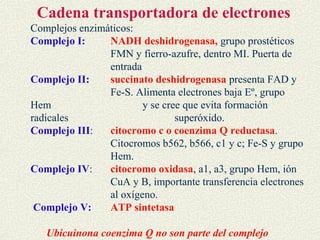 Cadena transportadora de electrones
Complejos enzimáticos:
Complejo I:     NADH deshidrogenasa, grupo prostéticos
                FMN y fierro-azufre, dentro MI. Puerta de
                entrada
Complejo II:    succinato deshidrogenasa presenta FAD y
                Fe-S. Alimenta electrones baja Eº, grupo
Hem                     y se cree que evita formación
radicales                       superóxido.
Complejo III:   citocromo c o coenzima Q reductasa.
                Citocromos b562, b566, c1 y c; Fe-S y grupo
                Hem.
Complejo IV:    citocromo oxidasa, a1, a3, grupo Hem, ión
                CuA y B, importante transferencia electrones
                al oxígeno.
 Complejo V:    ATP sintetasa

   Ubicuinona coenzima Q no son parte del complejo
 