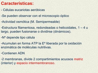 Características:
- Células eucariotas aeróbicas
-Se pueden observar con el microscopio óptico
-Actividad osmótica (M. Semipermeable)
-Estructura filamentosa, redondeadas o helicoidales, 1 – 4 u
largo, pueden fusionarse o dividirse (dinámicos).
-Nº depende tipo célula
-Acumulan en forma ATP la Eº liberada por la oxidación
enzimática de moléculas nutritivas.
-Contienen ADN
-2 membranas, divide 2 compartimientos acuosos matriz
(interior) y espacio intermembranoso.
 