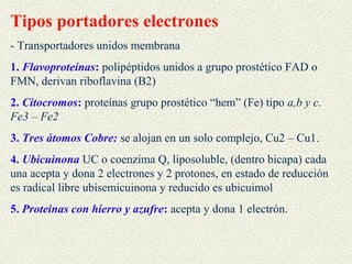 Tipos portadores electrones
- Transportadores unidos membrana
1. Flavoproteínas: polipéptidos unidos a grupo prostético FAD o
FMN, derivan riboflavina (B2)
2. Citocromos: proteínas grupo prostético “hem” (Fe) tipo a,b y c.
Fe3 – Fe2
3. Tres átomos Cobre: se alojan en un solo complejo, Cu2 – Cu1.
4. Ubicuinona UC o coenzima Q, liposoluble, (dentro bicapa) cada
una acepta y dona 2 electrones y 2 protones, en estado de reducción
es radical libre ubisemicuinona y reducido es ubicuimol
5. Proteinas con hierro y azufre: acepta y dona 1 electrón.
 