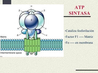 ATP
   SINTASA


-Cataliza fosforilación
-Factor F1 ---- Matriz
-Fo ---- en membrana
 