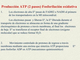 Producción ATP (2 pasos) Fosforilación oxidativa
1.     Los electrones de alta Eº pasan de FADH2 o NADH al primero
       de los transportadores en la MI mitocondrial.
        Los electrones pasan y liberan Eº, la Eº liberada durante el
transporte de electrones se almacena en forma de una gradiente
electroquímico de protones a través membrana, al final los electrones
de baja Eº se transfieren al receptor final de electrones (oxigeno
molecular) que se reduce formar H2O.


2.      Movimiento controlado de protones de regreso a través
membrana mediante una enzima que sintetiza ATP proporciona        Eº
para fosforilar ADP en ATP (mecanismos quimiosmótico)
 
