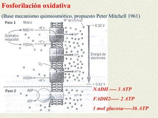 Fosforilación oxidativa
(Base mecanismo quimiosmótico, propuesto Peter Mitchell 1961)




                                        NADH ---- 3 ATP
                                        FADH2----- 2 ATP
                                        1 mol glucosa-----36 ATP
 