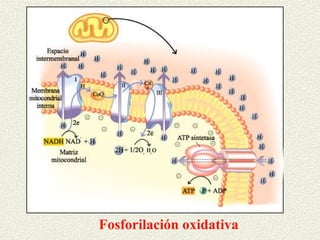 Fosforilación oxidativa
 