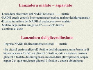 Lanzadera malato – aspartato
-Lanzadera electrones del NADH (citosol) ------ matriz
-NADH queda espacio intermembrana (enzima malato deshidrogenasa)
-Enzima transfiere del NADH al oxalacetato----- malato
-Malato llega matriz sin gasto Eº ------ ciclo Krebs
-Continua el ciclo

               Lanzadera del glicerolfosfato
 -Ingresa NADH (indirectamente) citosol ---- matriz
 -En citosol enzima glicerol3 fosfato deshidrogenasa, transforma la di
 hidroxiacetona fosfato en glicerol 3 fosfato, este es sustrato enzima
 glicerol 3 fosfato deshidrogenasa mitocondrial (flavoproteína) capaz
 captar 2 e- que provienen glicerol 3 fosfato y cede a ubiquinona.
 