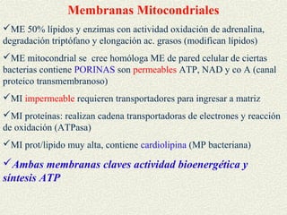 Membranas Mitocondriales
ME 50% lípidos y enzimas con actividad oxidación de adrenalina,
degradación triptófano y elongación ac. grasos (modifican lípidos)
ME mitocondrial se cree homóloga ME de pared celular de ciertas
bacterias contiene PORINAS son permeables ATP, NAD y co A (canal
proteico transmembranoso)
MI impermeable requieren transportadores para ingresar a matriz
MI proteínas: realizan cadena transportadoras de electrones y reacción
de oxidación (ATPasa)
MI prot/lipido muy alta, contiene cardiolipina (MP bacteriana)

Ambas membranas claves actividad bioenergética y
síntesis ATP
 