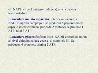 -El NADH citosol entregó (indirecta) e- a la cadena
transportadora
-Lanzadera malato aspartato: interior mitocondria
NADH, ingresa complejo I, se producen 6 protones hacia
espacio intermembrana, por cada 2 protones se produce 1
ATP, total 3 ATP
-Lanzadera glicerolfosfato: los e- NADH citosolico entran
al nivel ubiquinona que cede e- al complejo III. Se
producen 4 protones, origina 2 ATP.
 