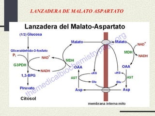 LANZADERA DE MALATO ASPARTATO
 
