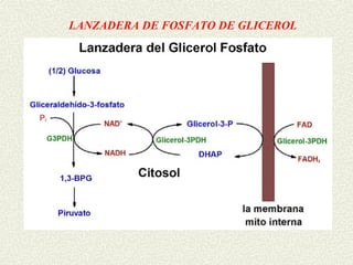 LANZADERA DE FOSFATO DE GLICEROL
 