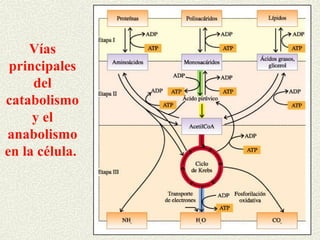 Vías
 principales
     del
catabolismo
     y el
anabolismo
en la célula.
 