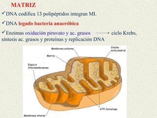 MATRIZ
DNA codifica 13 polipéptidos integran MI.
DNA legado bacteria anaeróbica
Enzimas oxidación piruvato y ac. grasos            ciclo Krebs,
síntesis ac. grasos y proteínas y replicación DNA
 
