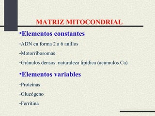 MATRIZ MITOCONDRIAL
•Elementos constantes
-ADN en forma 2 a 6 anillos
-Motorribosomas
-Gránulos densos: naturaleza lipídica (acúmulos Ca)

•Elementos variables
-Proteínas
-Glucógeno
-Ferritina
 