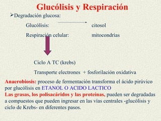 Glucólisis y Respiración
  Degradación glucosa:
         Glucólisis:                   citosol
         Respiración celular:          mitocondrias




             Ciclo A TC (krebs)
             Transporte electrones + fosforilación oxidativa
Anaerobiosis: proceso de fermentación transforma el ácido pirúvico
por glucólisis en ETANOL O ACIDO LACTICO
Las grasas, los polisacáridos y las proteínas, pueden ser degradadas
a compuestos que pueden ingresar en las vías centrales -glucólisis y
ciclo de Krebs- en diferentes pasos.
 