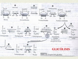 GLICÓLISIS
 