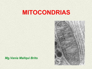 MITOCONDRIAS




Mg.Vania Mallqui Brito.
 