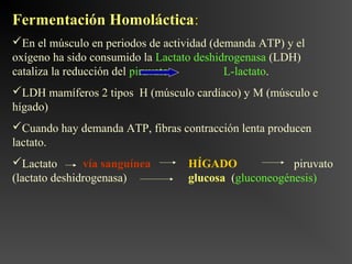 Fermentación Homoláctica:
En el músculo en periodos de actividad (demanda ATP) y el
oxígeno ha sido consumido la Lactato deshidrogenasa (LDH)
cataliza la reducción del piruvato         L-lactato.
LDH mamíferos 2 tipos H (músculo cardíaco) y M (músculo e
hígado)
Cuando hay demanda ATP, fibras contracción lenta producen
lactato.
Lactato       vía sanguínea      HÍGADO              piruvato
(lactato deshidrogenasa)          glucosa (gluconeogénesis)
 
