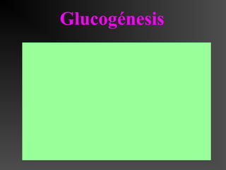Glucogénesis
 