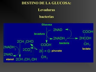 DESTINO DE LA GLUCOSA:
       Levaduras
       bacterias
 
