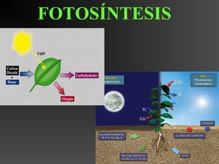 FOTOSÍNTESIS
 
