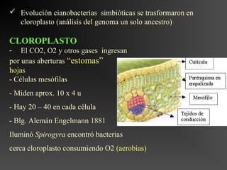  Evolución cianobacterias simbióticas se trasformaron en
  cloroplasto (análisis del genoma un solo ancestro)

CLOROPLASTO
- El CO2, O2 y otros gases ingresan
por unas aberturas “estomas”
hojas
- Células mesófilas
- Miden aprox. 10 x 4 u
- Hay 20 – 40 en cada célula
- Blg. Alemán Engelmann 1881
Iluminó Spirogyra encontró bacterias
cerca cloroplasto consumiendo O2 (aerobias)
 