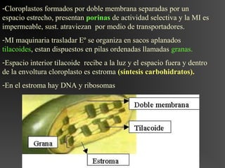 -Cloroplastos formados por doble membrana separadas por un
espacio estrecho, presentan porinas de actividad selectiva y la MI es
impermeable, sust. atraviezan por medio de transportadores.
-MI maquinaria trasladar Eº se organiza en sacos aplanados
tilacoides, estan dispuestos en pilas ordenadas llamadas granas.
-Espacio interior tilacoide recibe a la luz y el espacio fuera y dentro
de la envoltura cloroplasto es estroma (síntesis carbohidratos).
-En el estroma hay DNA y ribosomas
 